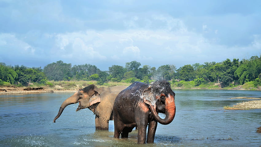 Chitwan National Park Safari